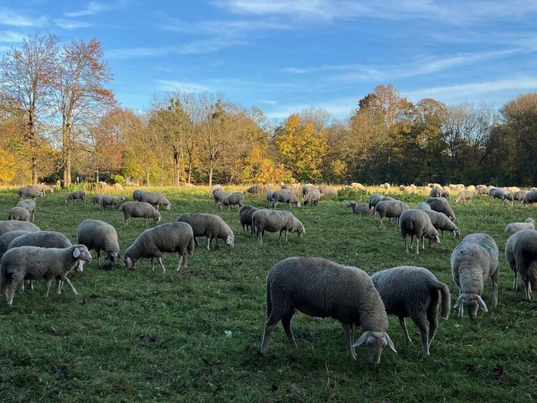 Schafe im Englischen Garten