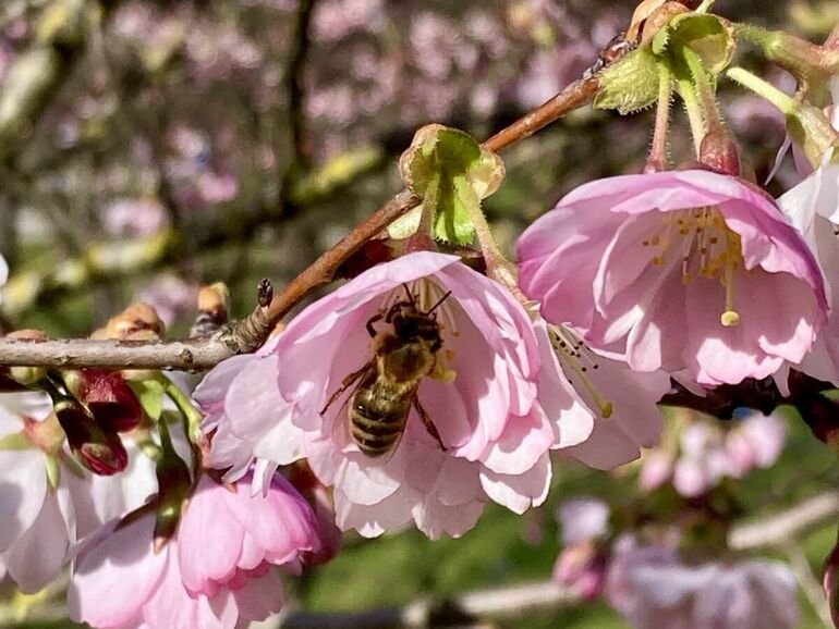 Bee and Cherry Blossom