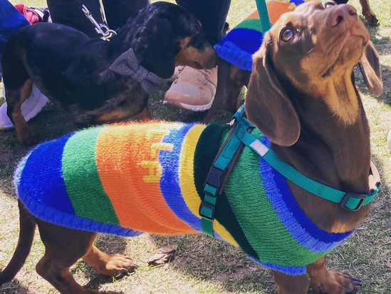Dackel verkleidet als Waldi das Maskottchen der Olympischen Spiele in München